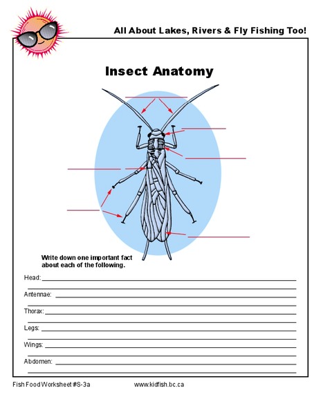 Insect Anatomy Worksheet