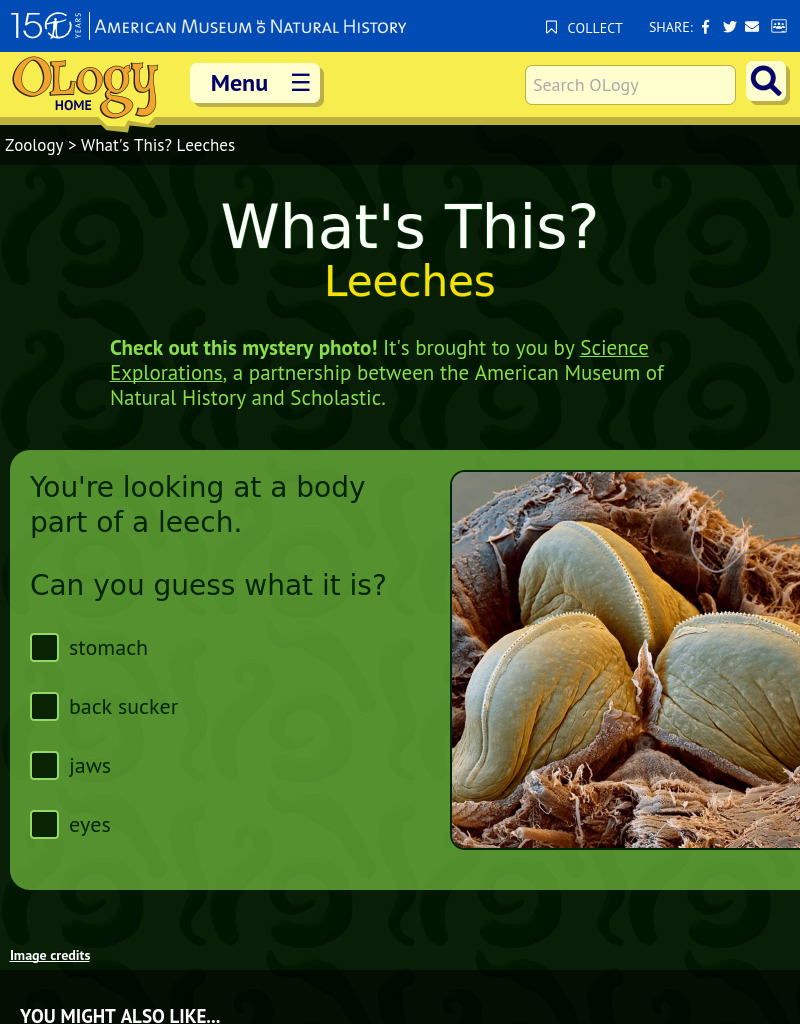 What's This? Leeches Interactive