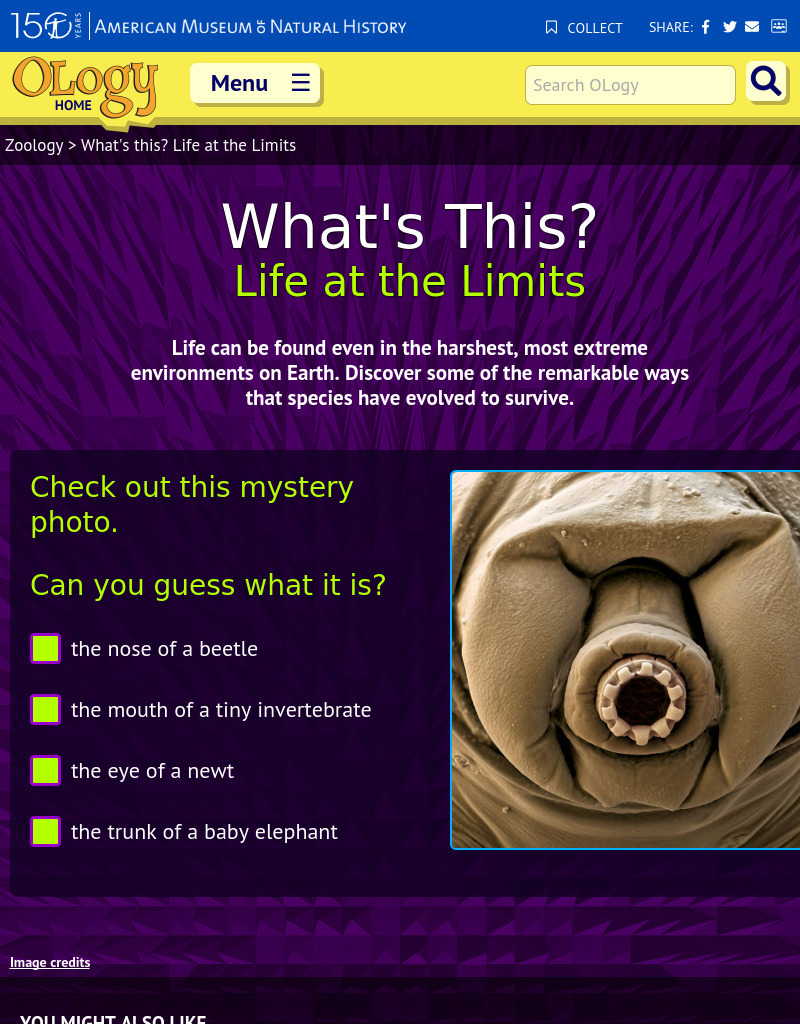 What's This? Life at the Limits Interactive