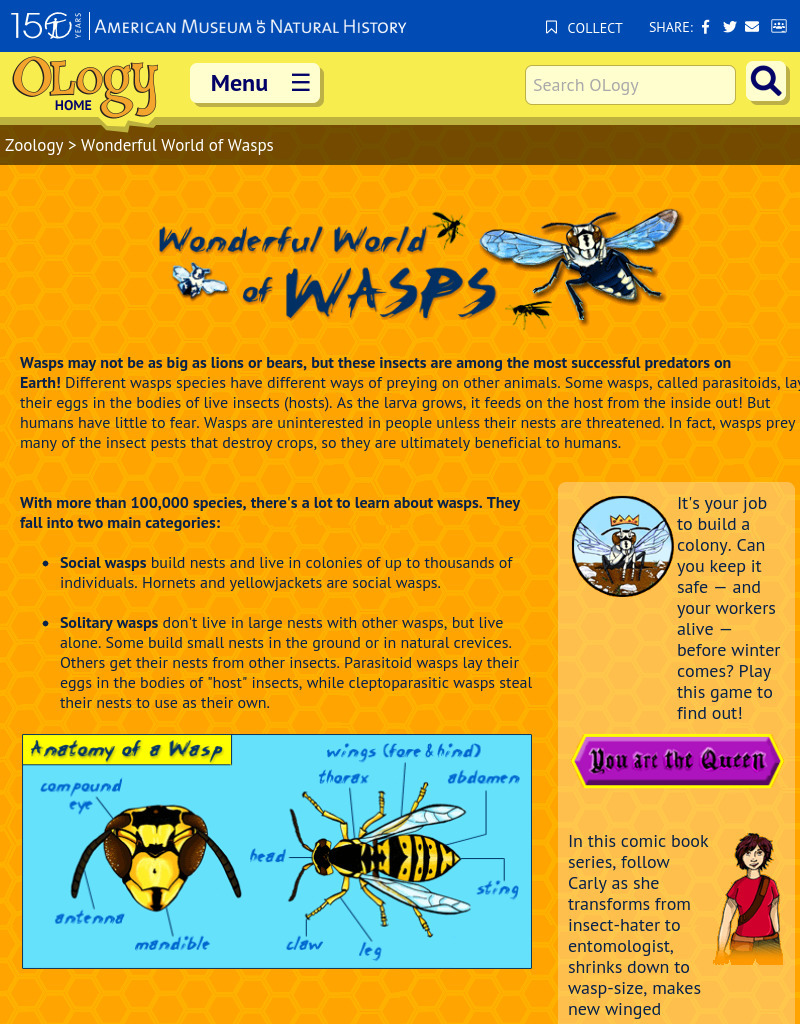 Wonderful World of Wasps Interactive
