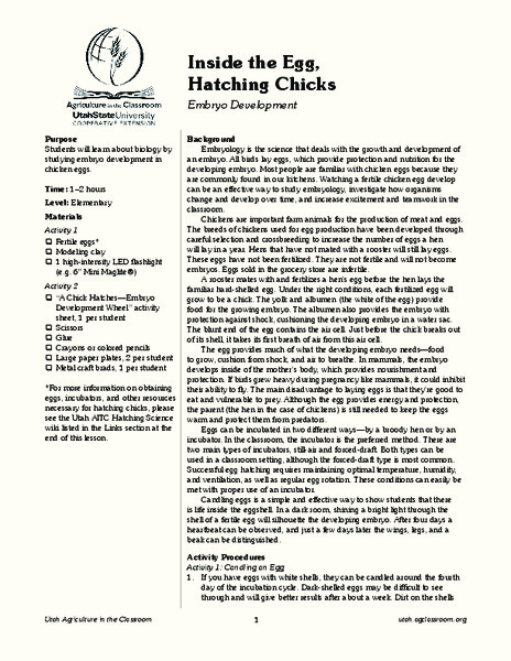Inside the Egg, Hatching Chickens Lesson Plan