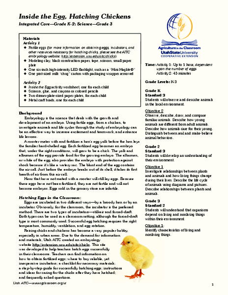 Inside the Egg, Hatching Chickens Lesson Plan
