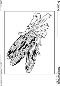 Indian Corn Coloring Page
