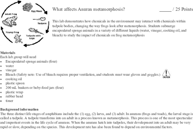 What affects Frog metamorphosis? Activity
