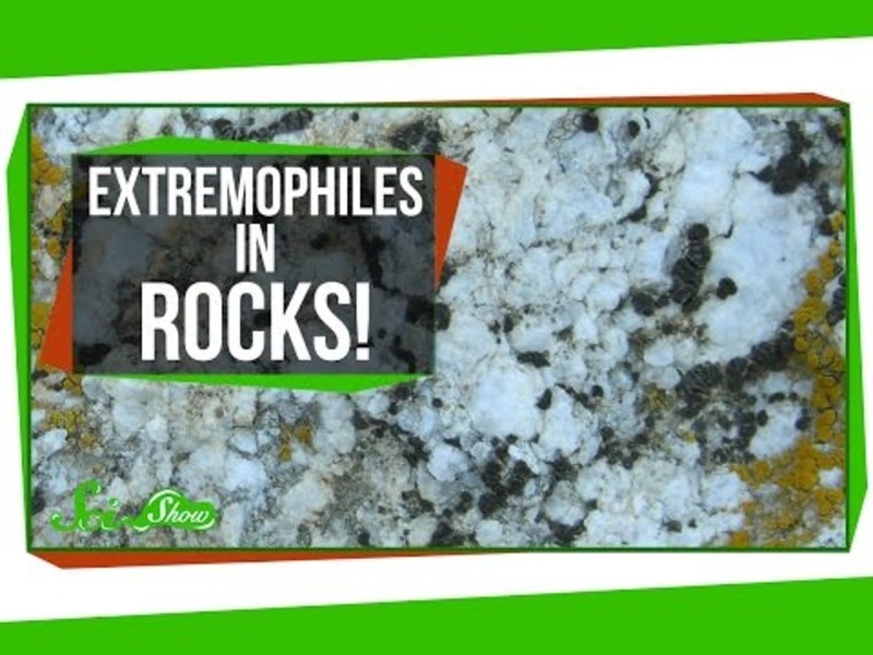 Tiny Extremophiles Living in Rocks! Instructional Video