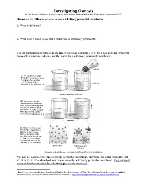 Investigating Osmosis Worksheet