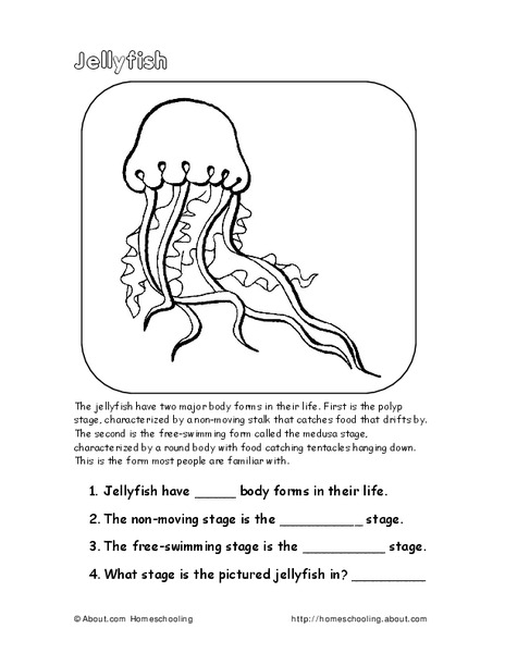 Jellyfish Worksheet