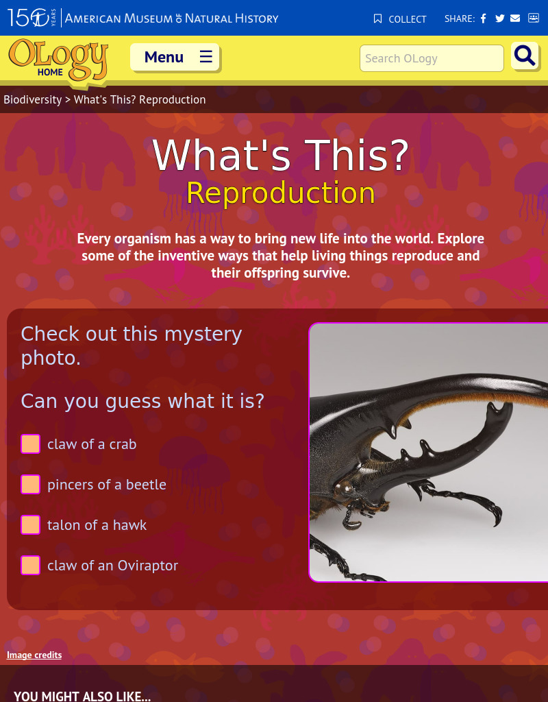 What's This? Reproduction Interactive