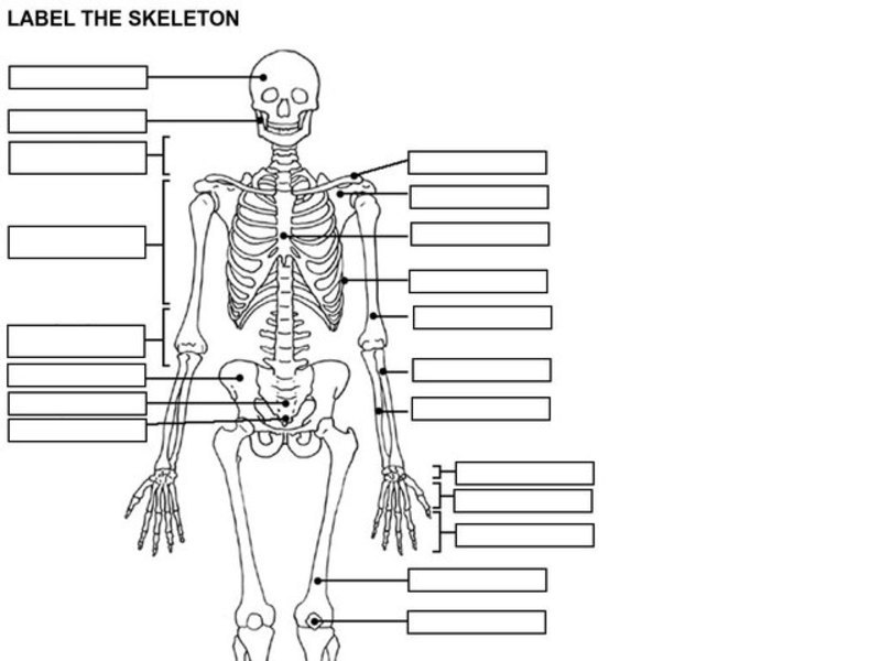 Label the Skeleton Worksheet