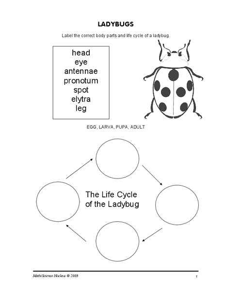 Ladybugs Worksheet