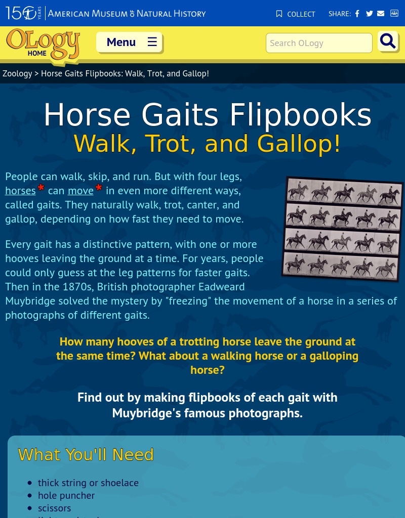 Horse Gaits Flipbooks Walk, Trot, and Gallop! Activity