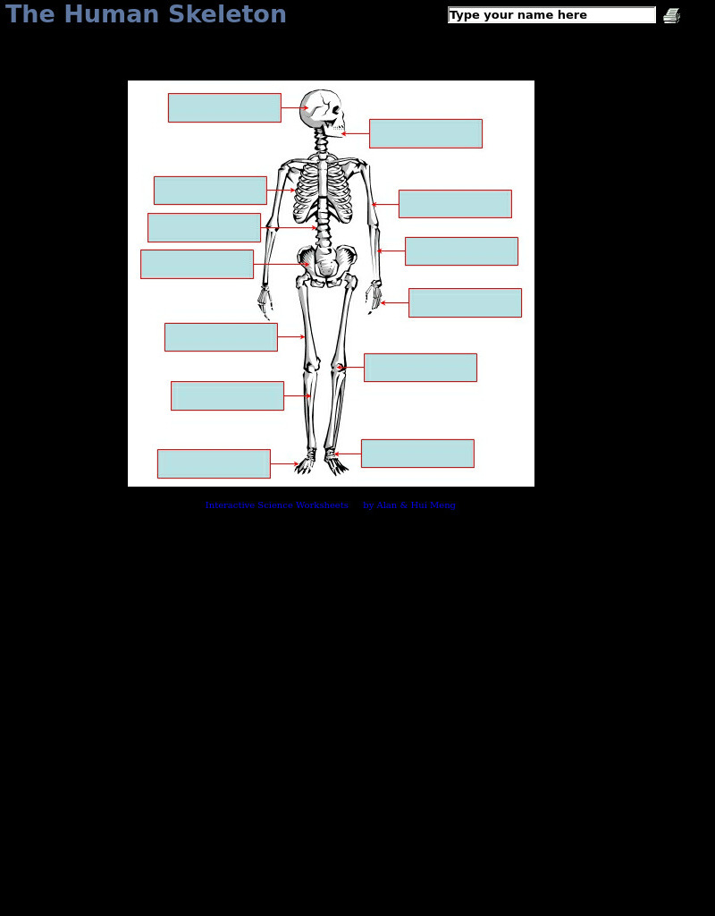 The Human Skeleton Interactive