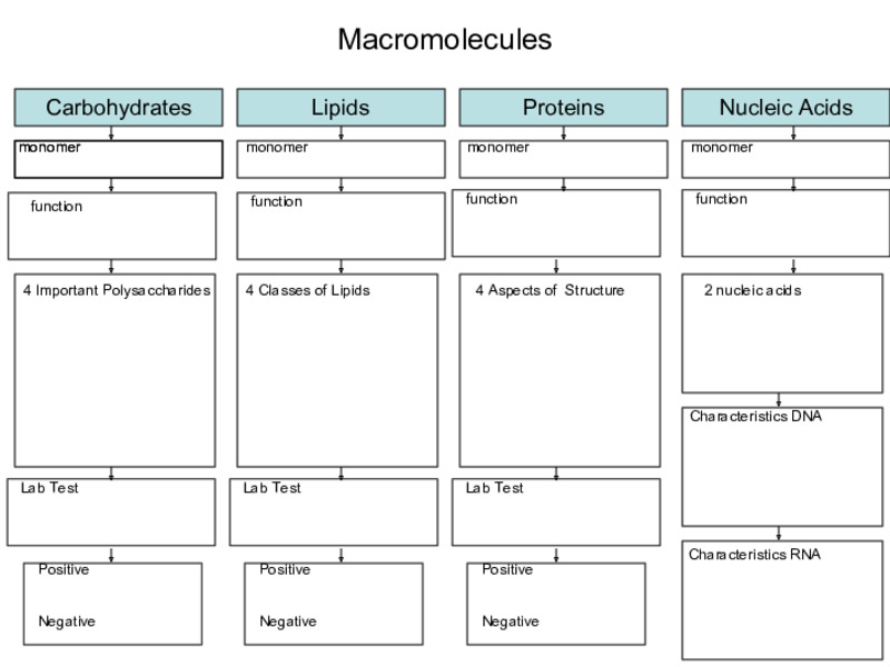 MacroMolecules PPT