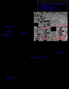 Kimball's Biology Pages: Insect Hormones eBook