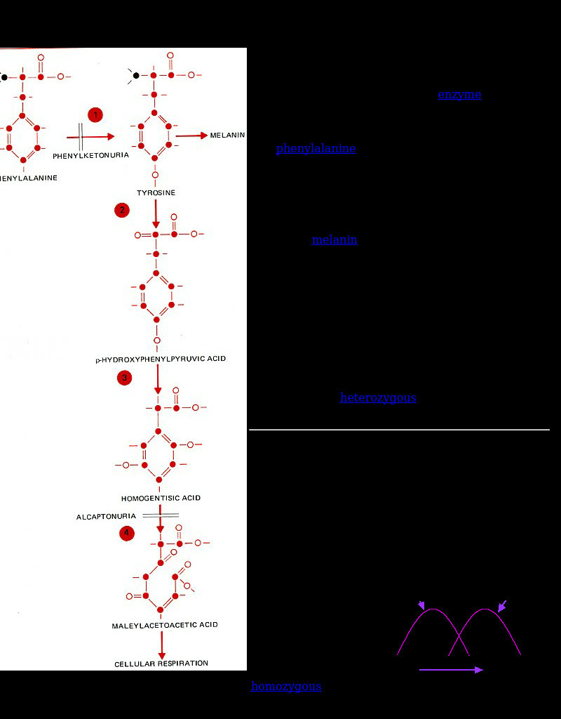 Kimball's Biology Pages: Phenylketonuria (Pku) eBook