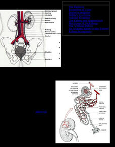 Kimball's Biology Pages: The Kidneys eBook