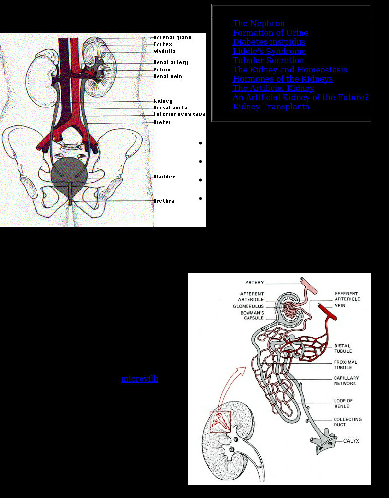 Kimball's Biology Pages: The Kidneys eBook