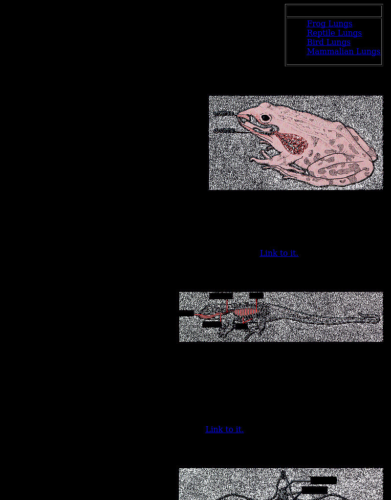Kimball's Biology Pages: Vertebrate Lungs eBook
