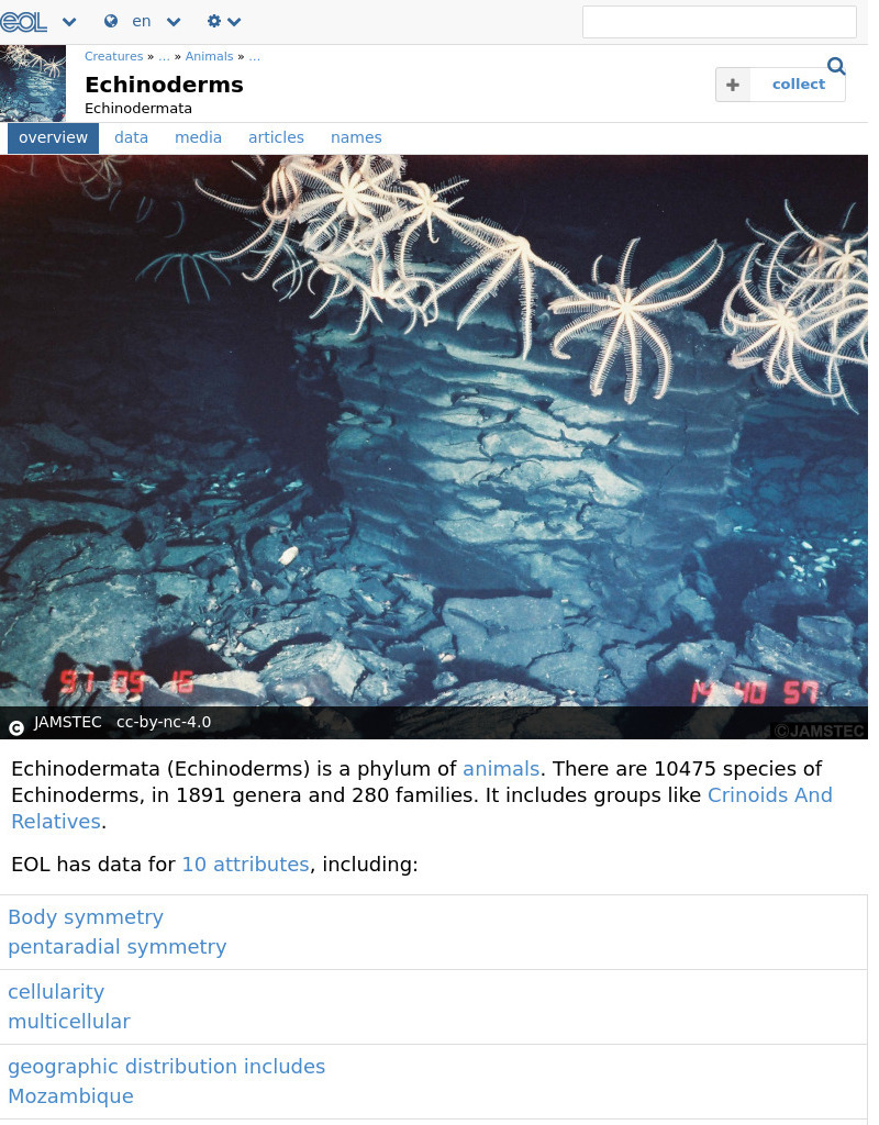 Encyclopedia of Life: Echinoderms Handout