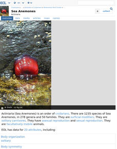 Encyclopedia of Life: Sea Anemones Handout