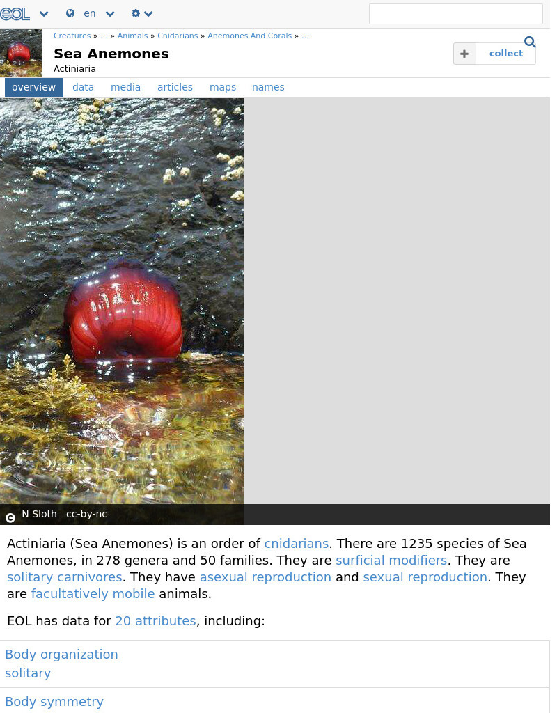 Encyclopedia of Life: Sea Anemones Handout