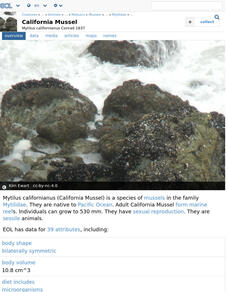 Encyclopedia of Life: California Mussel Handout