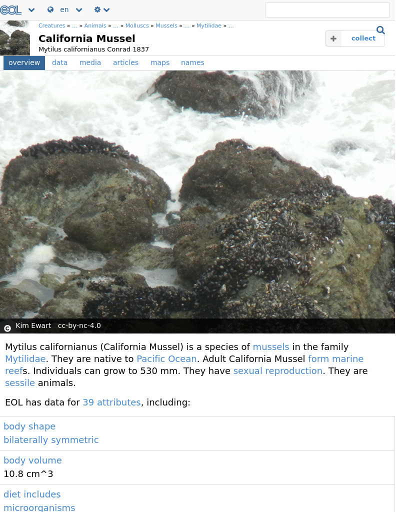 Encyclopedia of Life: California Mussel Handout
