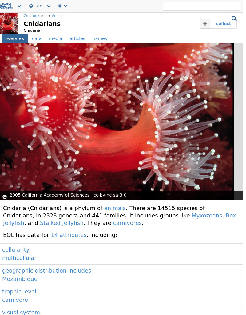 Encyclopedia of Life: Cnidarians Handout