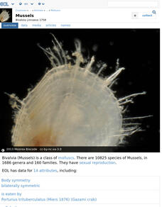 Encyclopedia of Life: Mussels and Clams Handout