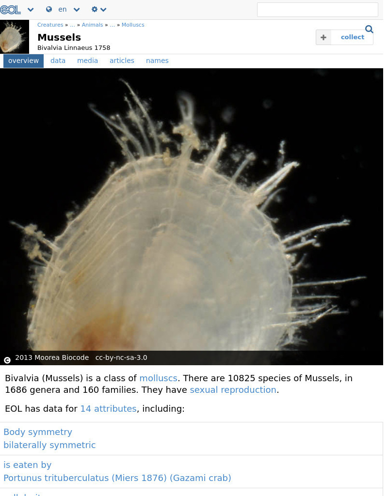 Encyclopedia of Life: Mussels and Clams Handout