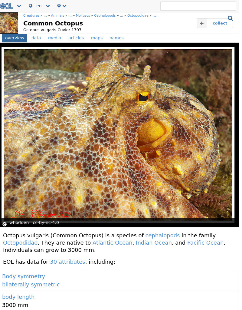 Encyclopedia of Life: Common Octopus Handout