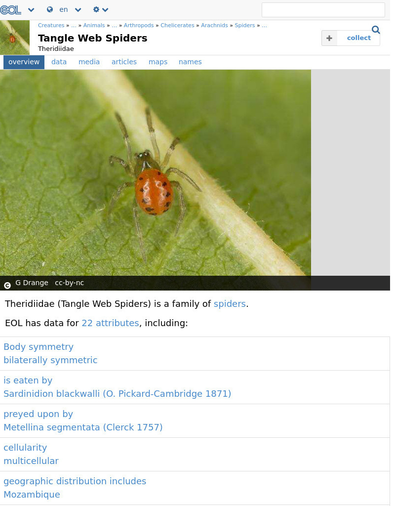 Encyclopedia of Life: Comb Footed Spiders Handout