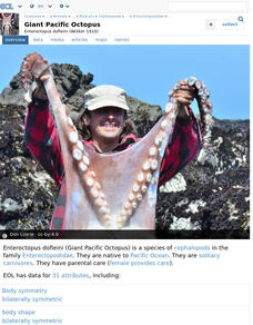 Encyclopedia of Life: Giant Octopus Handout