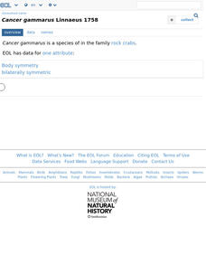 Encyclopedia of Life: Common Lobster Handout