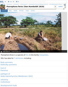 Encyclopedia of Life: Woodland Mosquito Handout