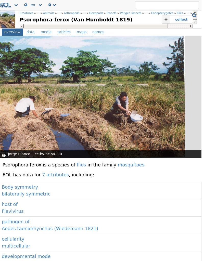 Encyclopedia of Life: Woodland Mosquito Handout