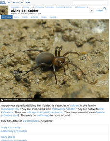 Encyclopedia of Life: Water Spider Handout