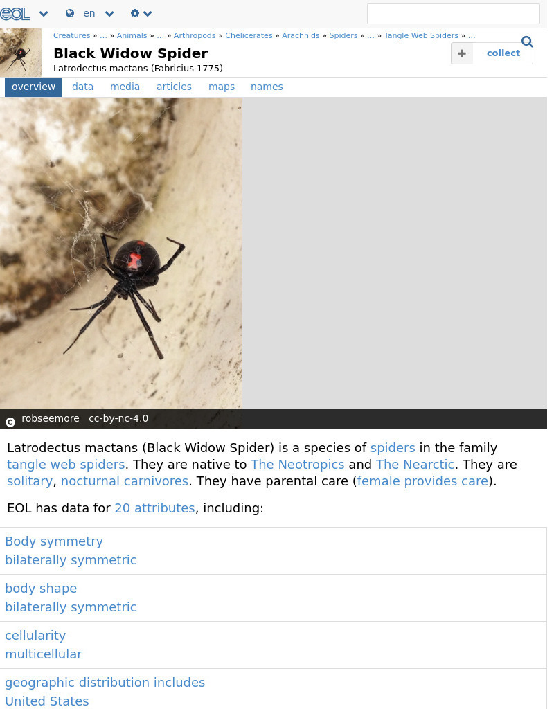 Encyclopedia of Life: Southern Black Widow Handout