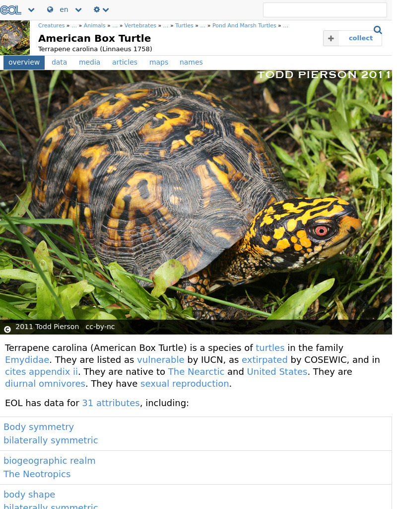 Encyclopedia of Life: Box Turtle Handout