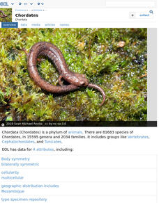 Encyclopedia of Life: Chordates Handout