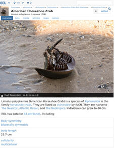 Encyclopedia of Life: Horseshoe Crab Handout