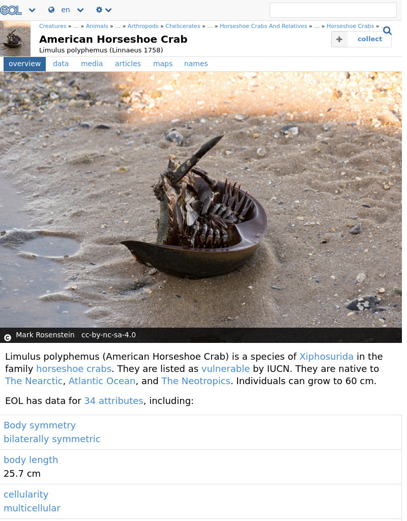 Encyclopedia of Life: Horseshoe Crab Handout