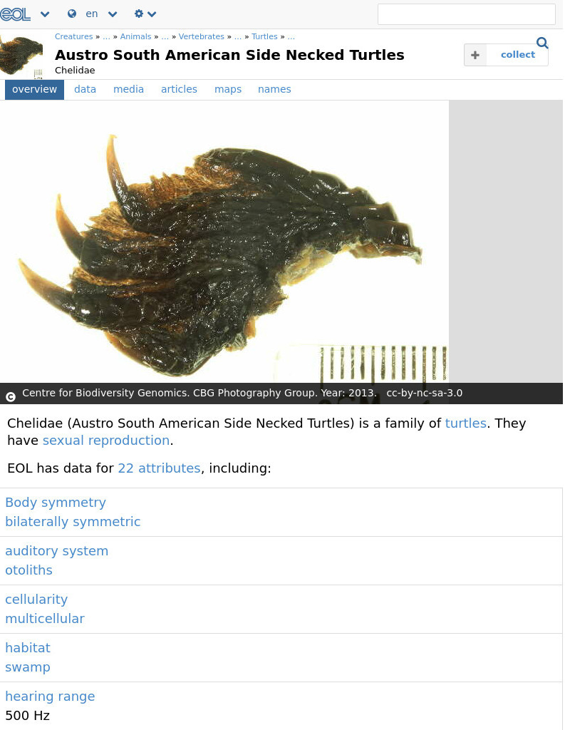 Encyclopedia of Life: Snake Necked Turtles Handout