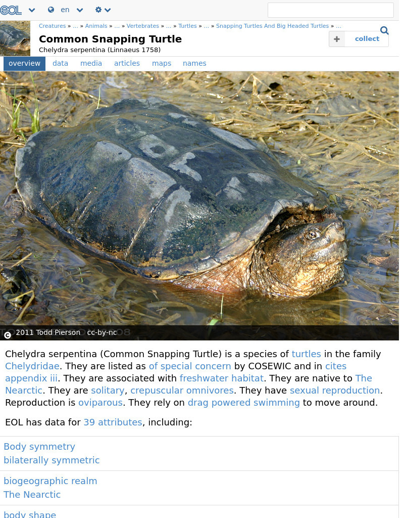 Encyclopedia of Life: Snapping Turtle Handout