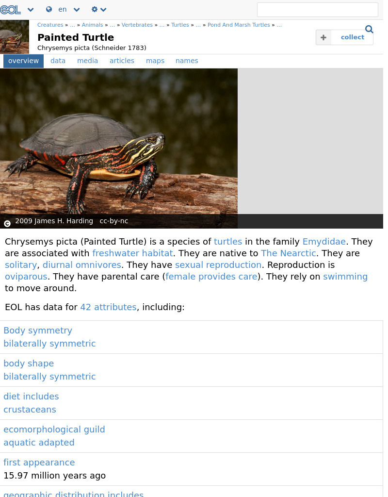 Encyclopedia of Life: Painted Turtle Handout