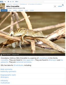 Encyclopedia of Life: Nile Crocodile Handout