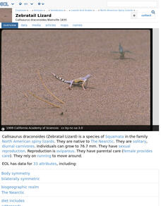 Encyclopedia of Life: Zebratail Lizard Handout