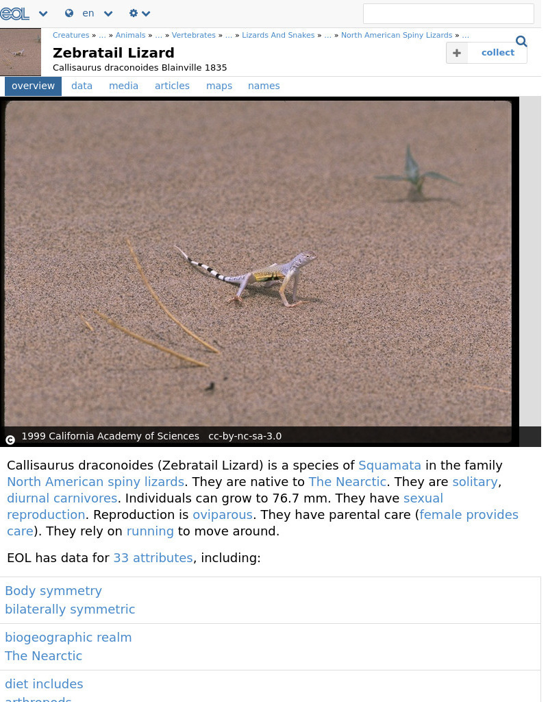 Encyclopedia of Life: Zebratail Lizard Handout