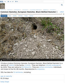 Encyclopedia of Life: European Hamster Handout