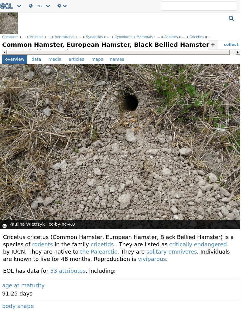 Encyclopedia of Life: European Hamster Handout